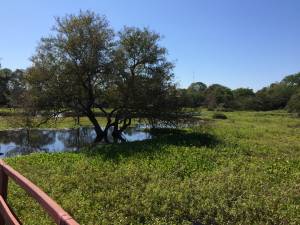 PANTANAL: o Paraíso na Terra!!